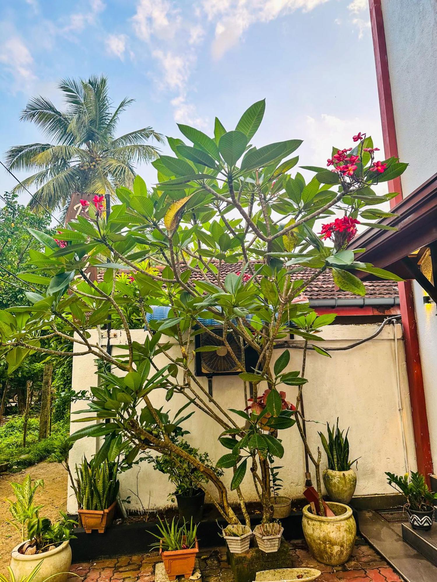 New Panda House Hotel Galle Buitenkant foto